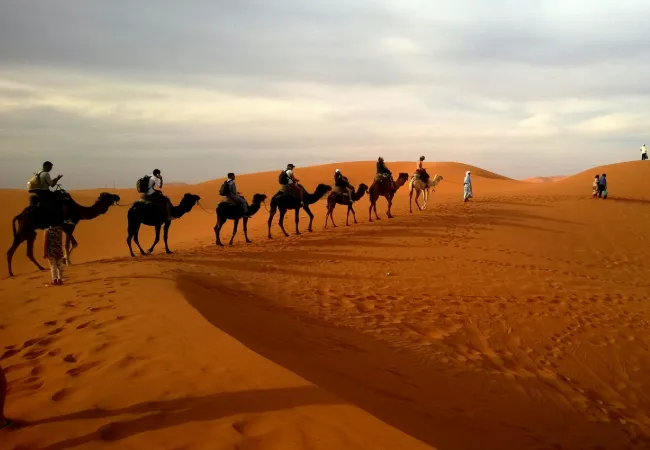 camel desert