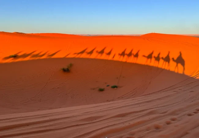 Africa Tours